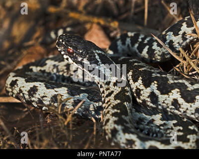 Vipère Vipera berus mâle sur l'heath North Norfolk début du printemps Banque D'Images