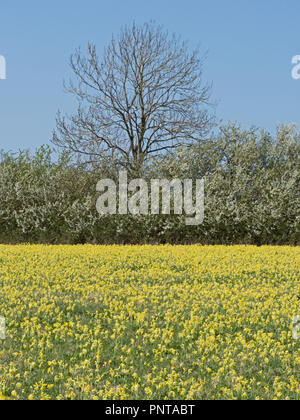 Primula veris Cowslips croissant dans hay meadow North Norfolk peut Banque D'Images