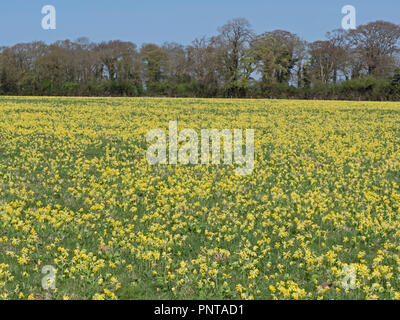 Primula veris Cowslips croissant dans hay meadow North Norfolk peut Banque D'Images