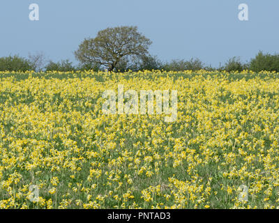 Primula veris Cowslips croissant dans hay meadow North Norfolk peut Banque D'Images