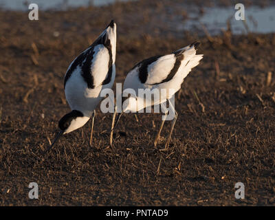 Avocette Recurvirostra avosetta paire pour la prospection d'un site de North Norfolk peut Banque D'Images