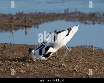 Avocette Recurvirostra avosetta paire au site du nid avec des femelles nichent peut gratter North Norfolk Banque D'Images