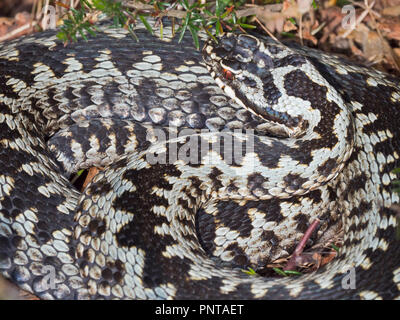 Vipère Vipera berus mâle sur l'heath North Norfolk début du printemps Banque D'Images