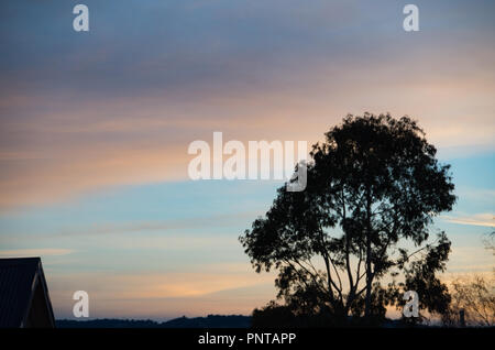 Tree Silhouetted against a sunset pastel dans les montagnes enneigées de l'Australie Banque D'Images