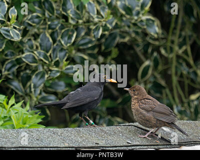 Turdus merula Blackbird annelés avec de jeunes hommes de couleur Holt printemps Norfolk Banque D'Images