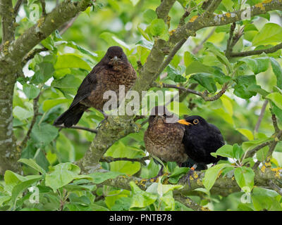 Turdus merula Blackbird annelés avec de jeunes hommes de couleur Holt printemps Norfolk Banque D'Images