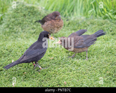 Turdus merula Blackbird annelés avec de jeunes hommes de couleur Holt printemps Norfolk Banque D'Images