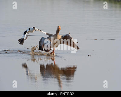 Avocette Recurvirostra avosetta hot off chasse oie cendrée qui a fait intrusion dans son territoire North Norfolk peut Banque D'Images