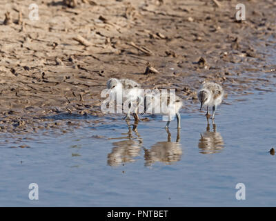 Avocette Recurvirostra avosetta chicks North Norfolk peut Banque D'Images