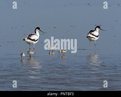 Avocette Recurvirostra avosetta paire avec jour ancienne famille de quatre oisillons North Norfolk peut Banque D'Images