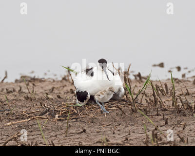 Avocette Recurvirostra avosetta North Norfolk peut Banque D'Images