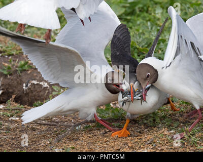 Macareux moine (Fratercula arctica) avec un beakful des poissons soient volés par des goélands à tête noire qu'il retourne à la colonie de reproduction sur les îles Farne Farne, ni Banque D'Images