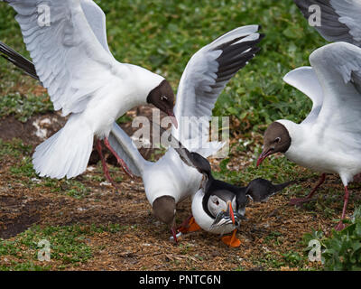 Macareux moine (Fratercula arctica) avec un beakful des poissons soient volés par des goélands à tête noire qu'il retourne à la colonie de reproduction sur les îles Farne Farne, ni Banque D'Images