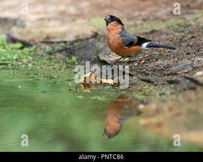 Canard colvert Pyrrhula pyrrhula homme boire à piscine bois North Norfolk summer Banque D'Images