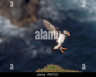 Atlantiic Macareux moine (Fratercula arctica) Hermaness Shetland Unst Banque D'Images