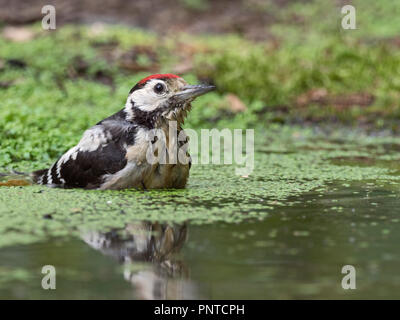 Great spotted Woodpecker Dendrocopos major baignade en piscine bois juvénile North Norfolk peut Banque D'Images