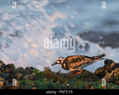 Tournepierre à collier Arenaria interpres adulte en plumage nuptial avec petit crabe sur le rivage à Titchwell Juillet Norfolk Banque D'Images