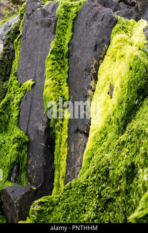 Gueirua beach, Asturias, Espagne. Vue verticale de roches couvertes de plage avec différents tons de vert mousse. Banque D'Images