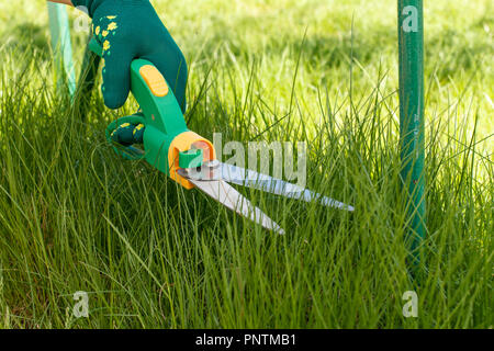 Ciseaux d'herbe dans la main dans un gant vert est de nettoyer l'herbe. Banque D'Images