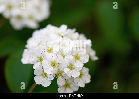 Divers jardin fleurs, belles couleurs luxuriantes de pétales, avec beaucoup de flou. Macro Banque D'Images