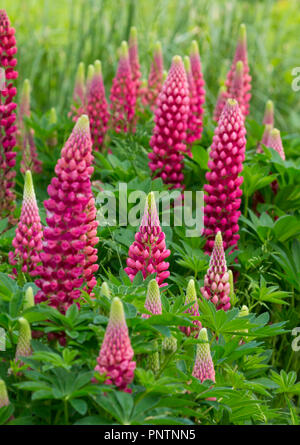 'Lupin Galley Red' Banque D'Images