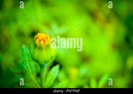 Bouton floral jaune sur le point de s'épanouir avec un accent fond vert. Banque D'Images