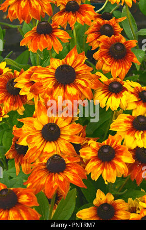 Close up de la floraison Rudbeckia 'ummerina dans une fleur jaune" border Banque D'Images