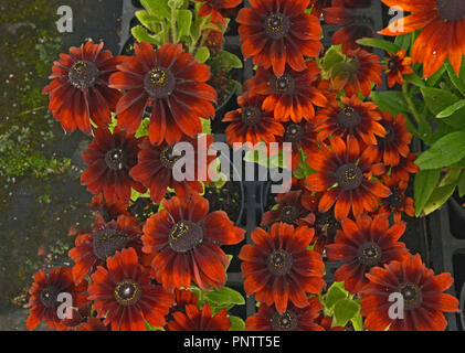 Close up de la floraison Rudbeckia 'ummerina Brown' dans une fleur border Banque D'Images