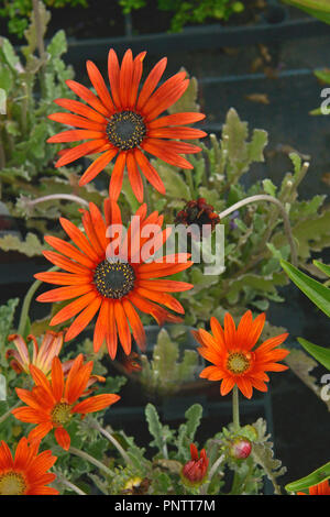 Close up of a potted Arctotis 'Red Devil' Daisy africains prêts pour la plantation Banque D'Images
