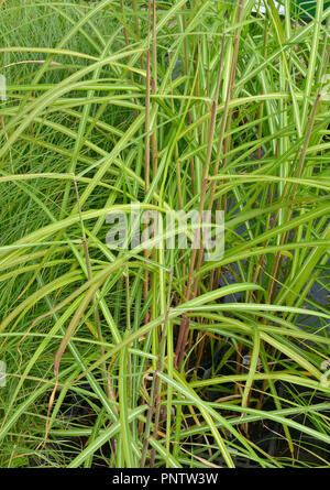 Close up de l'herbe Miscanthus sinensis 'Malepartus' Banque D'Images