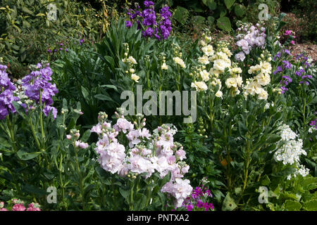 Sydney, Australie, le stock fleurs sont out, le printemps est en route Banque D'Images