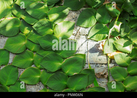 Les plantes vertes avec de grosses feuilles de grimper la brique de mur gris. Banque D'Images