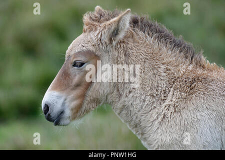 Cheval de Przewalski Equus ferus przewalskii - poulain Cheval sauvage d'Asie centrale Banque D'Images