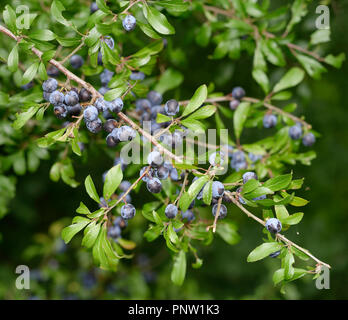 De fruits ou de prunellier - Prunus spinosa Prunelle Banque D'Images