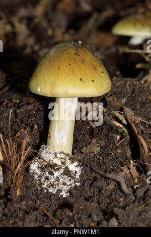 La mort - Champignons Amanita phalloides de plus en forêt de Dean de Chênes Banque D'Images