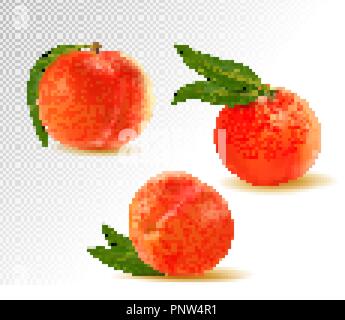 Le pêcher. Fruit doux. 3d vector icons set. Illustration réaliste Illustration de Vecteur