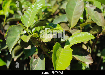 Les jeunes feuilles vertes et bouton de la nouvelle feuille de l'arbre de thé à plantation à Nuwara Eliya, Sri Lanka Banque D'Images