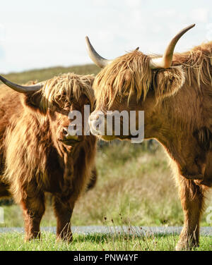 Close up de deux vaches Highland avec éclairage arrière Banque D'Images