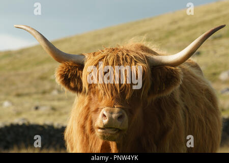 Close up head shot of a highland cow looking towards camera Banque D'Images