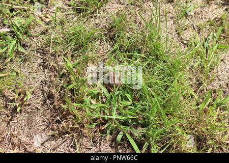 Grenouille des marais dans les herbes d'un chemin forestiers dans le Vermont Banque D'Images
