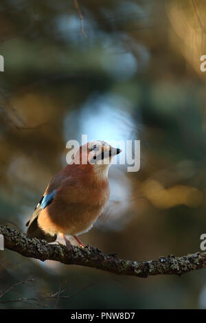 Eurasian Jay (Garrulus glandarius) en automne. L'Europe Banque D'Images