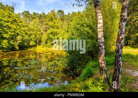 Pins reflet dans un petit lac en forêt près de Cracovie ville Niepolomicka aux beaux jours de l'été, Pologne Banque D'Images