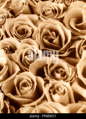 Still Life close up bouquet de roses. L'image monochrome sépia. Banque D'Images