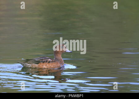 Le canard siffleur (Anas penelope), Europe Banque D'Images