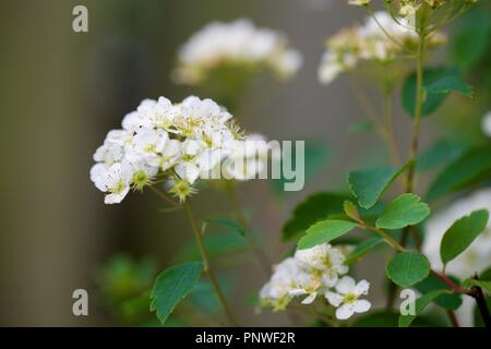 Divers jardin fleurs, belles couleurs luxuriantes de pétales, avec beaucoup de flou. Macro Banque D'Images