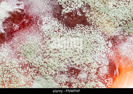 La moisissure sur la confiture de fraise (confiture moisie, confiture moisie, aliments moisis, aliments moisis) close up macro - USA Banque D'Images