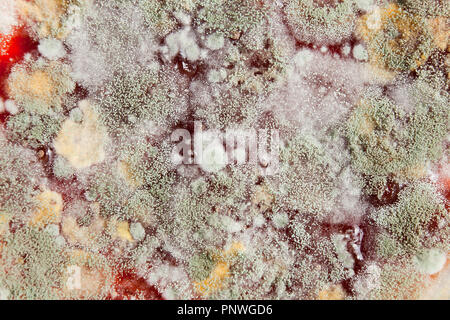 La moisissure sur la confiture de fraise (confiture moisie, confiture moisie, aliments moisis, aliments moisis) close up macro - USA Banque D'Images