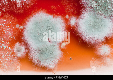 La moisissure sur la confiture de fraise (confiture moisie, confiture moisie, aliments moisis, aliments moisis) close up macro - USA Banque D'Images