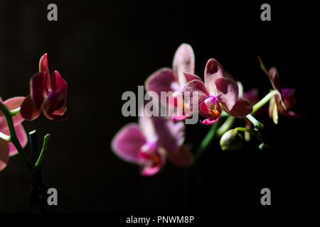 Tulipes et Orchid sur fonds sombres Banque D'Images