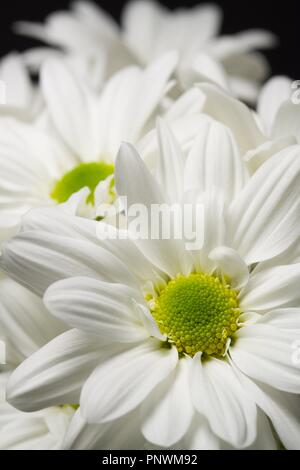 Tulipes et Orchid sur fonds sombres Banque D'Images